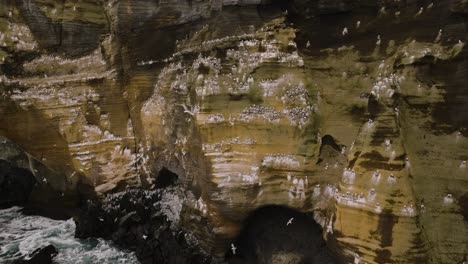 Seagull's nests at Lóndrangar reef, Iceland