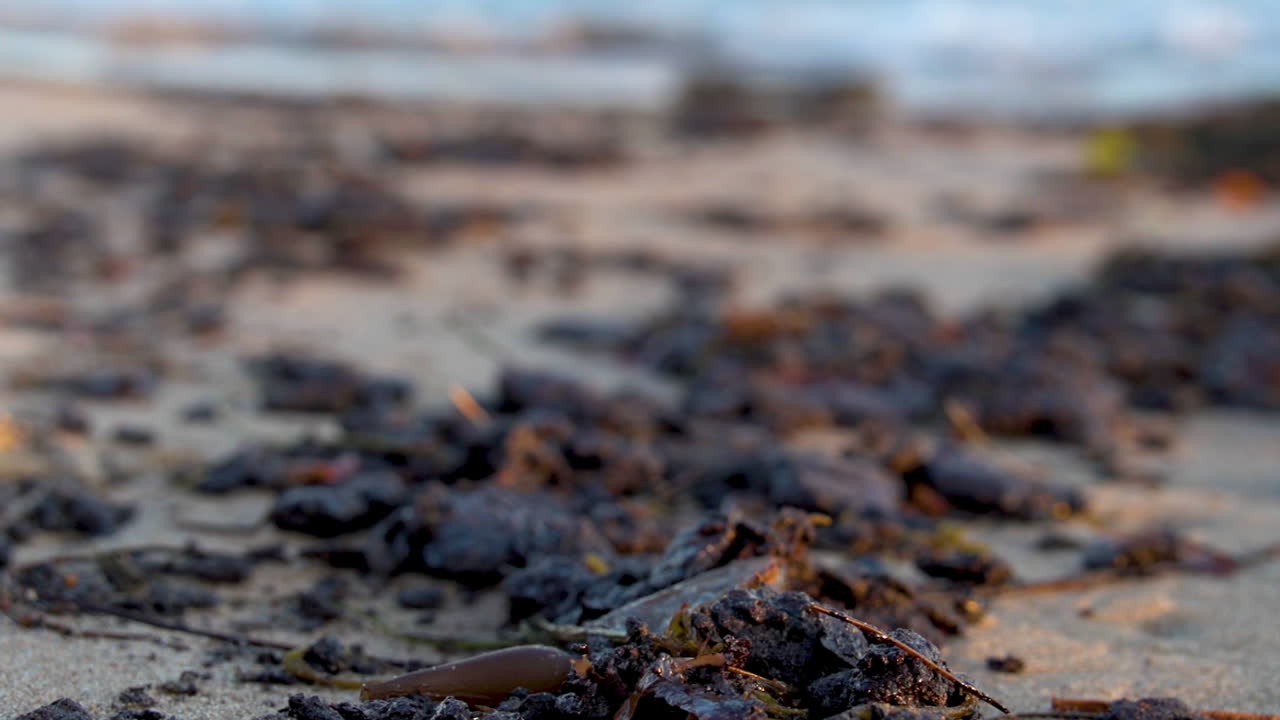 레푸지오 기름 유출 1 이후 대규모 해변 청소 작업 후 해변에 타르와 기름이 모입니다.