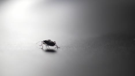 a-bug-walking-to-light-with-shallow-dof