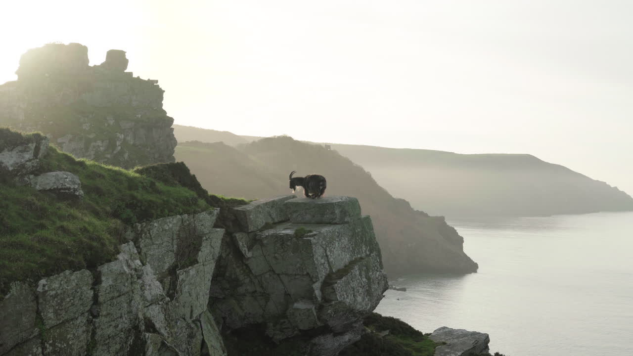 Feral Goat Walking Away After Lying On The Edge Of A Rocky Cliff Of The Valley Of Rocks On A Sunny Morning In Lynton, North Devon, England, UK