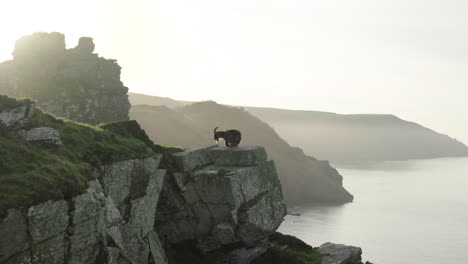 feral goat walking away after lying on the edge of a rocky cliff of the valley of rocks on a sunny morning in lynton, north devon, england, uk