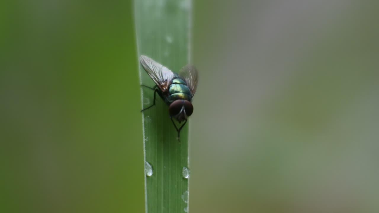 volar videos de alta definición