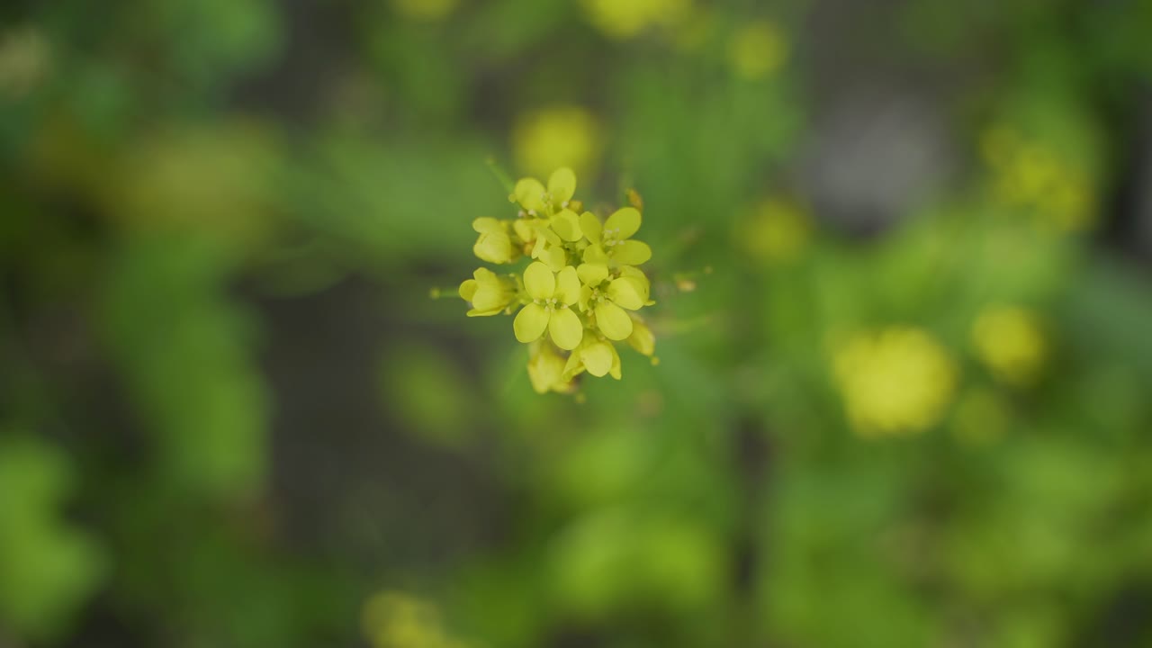 Bunga mustard bermekaran di ladang yang luas.