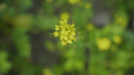 Senfblumen-Blühen-Auf-Dem-Weiten-Feld