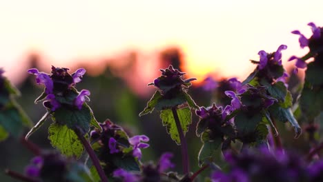 group of purple dead nettles catching sunlight at the end of a day