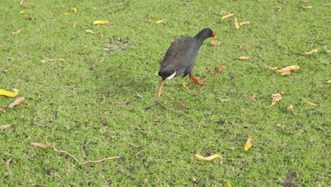 a common moorhen walking on grassy field