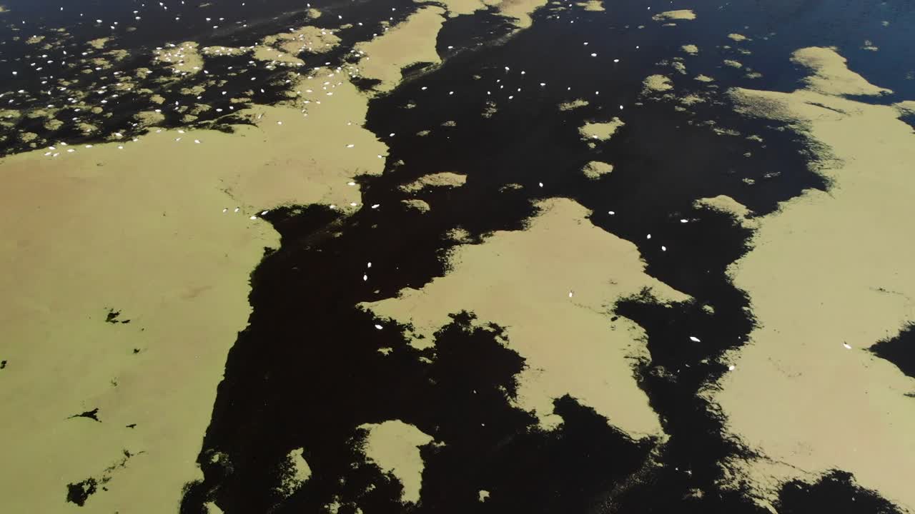 호수 에  ⁇ 고 있는 이주 새 들 과 함께 부에노스 아이레스 자연 보호 구역 의 호수 의 움직임 에 대한 공중 뷰