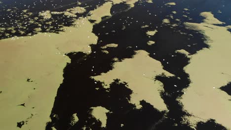 vista aérea en movimiento de la laguna de la reserva natural de buenos aires con aves migratorias descansando en un lago