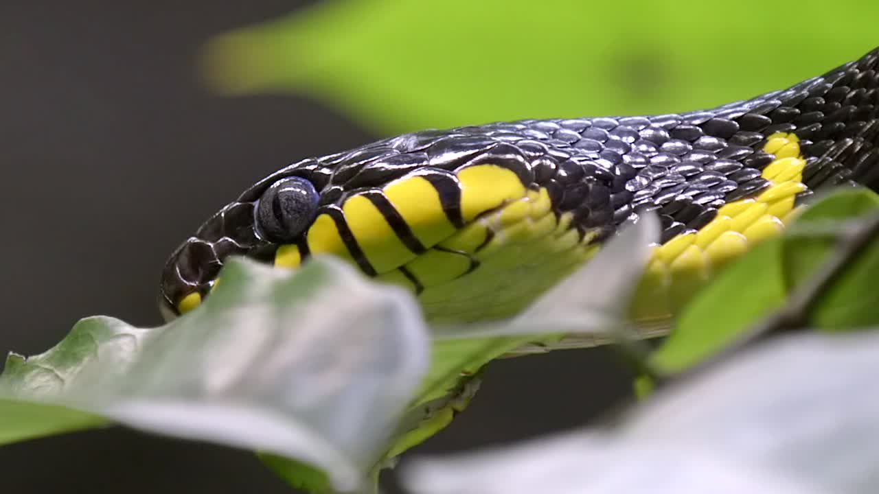 serpiente de mangle escondida detrás de algunas hojas, primer plano, tiro lento a la derecha