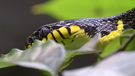 serpiente de mangle escondida detrás de algunas hojas, primer plano, tiro lento a la derecha