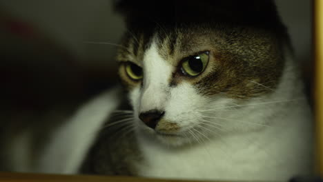 Cat-with-a-sleepy-expression-with-white-and-black-fur