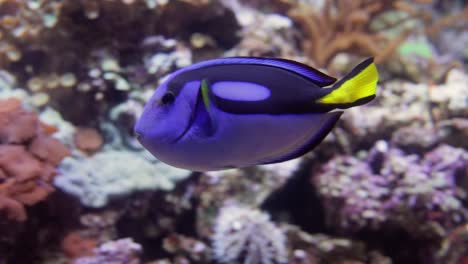 Paracanthurus-Hepatus-Ist-Eine-Indopazifische-Doktorfischart.-Er-Ist-Ein-Beliebter-Fisch-In-Meerwasseraquarien-Und-Das-Einzige-Mitglied-Der-Gattung-Paracanthurus.