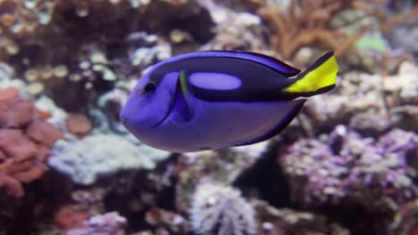 paracanthurus hepatus es una especie de pez cirujano del indo-pacífico. un pez popular en acuarios marinos, es el único miembro del género paracanthurus.