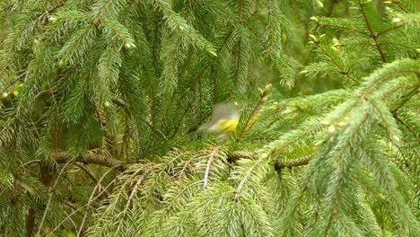 a cute grey and yellow bird fly off a tree branch