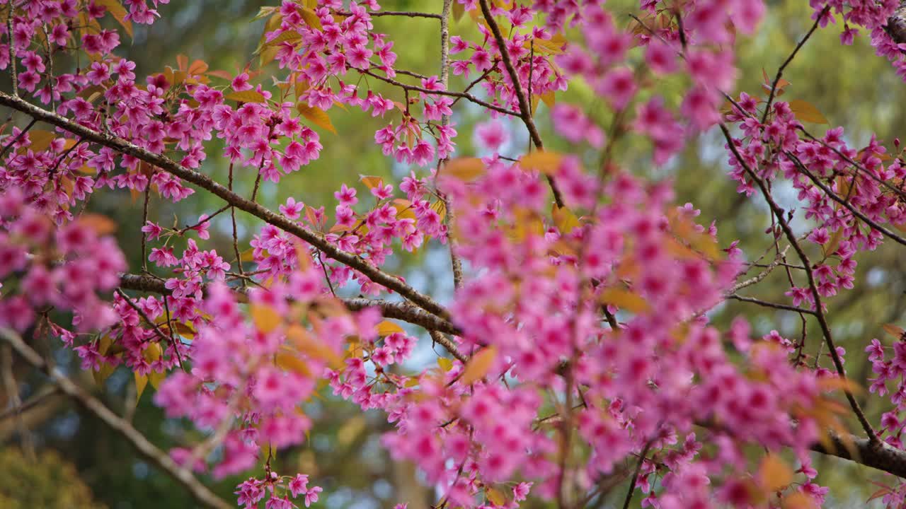 Pink Cherry Blossoms in Bloom