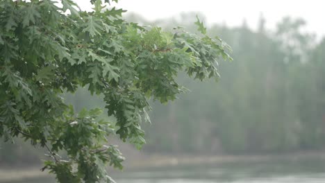 wet oak leaves bounce in misty rain near reversing falls maine