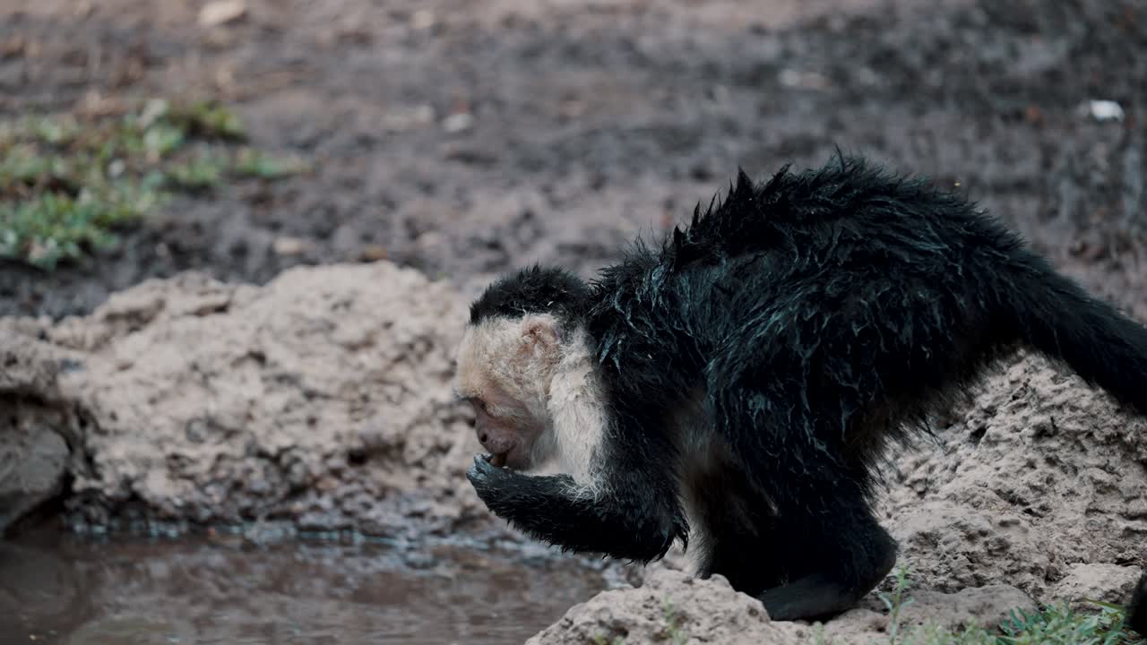 Thirsty Capuchin Monkey Drinking Water From The Pond