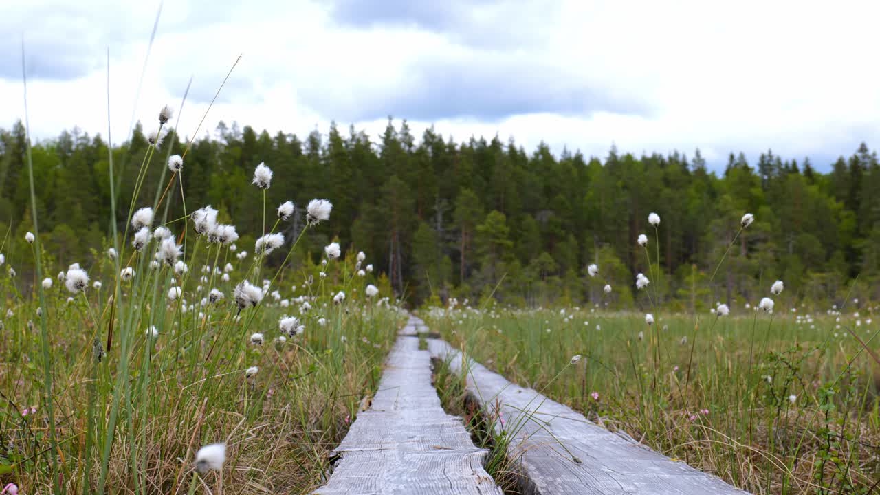 Primo piano di passerelle di legno in una palude mentre il vento agita i fiori.