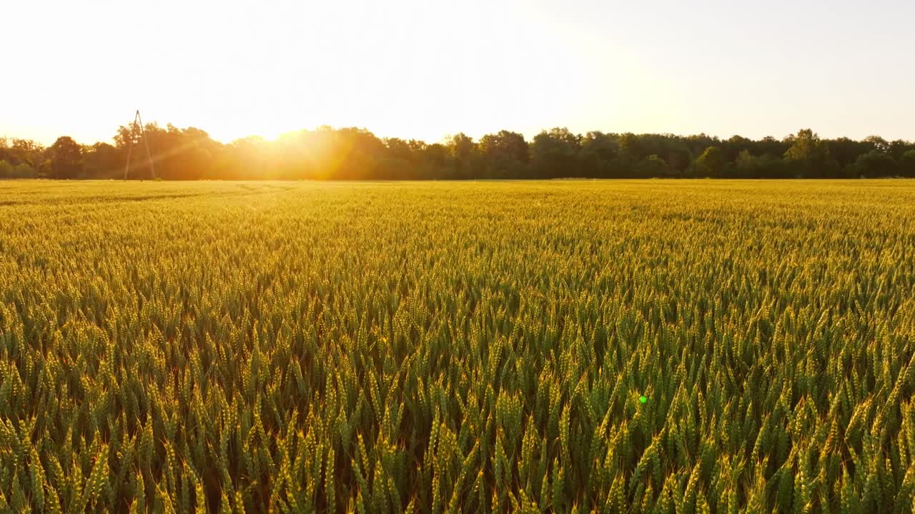 Slow glide over golden wheat as morning sun rises on calm Baltic farmland