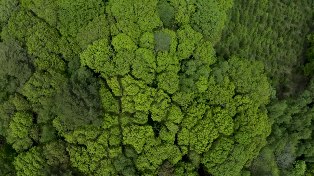 Aerial Birdseye view over rural dense woodland forest treetop scenery