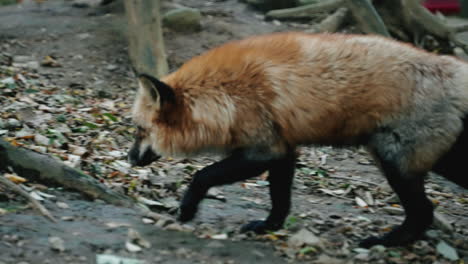 fox walking freely around the forest at zao fox village in miyagi, japan