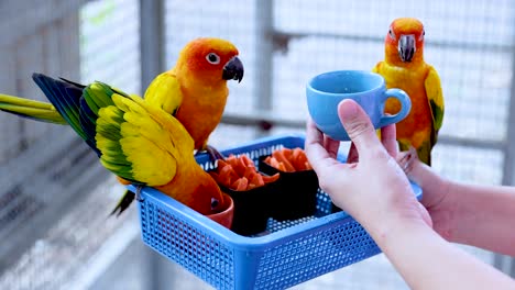 colorful parrots engaging with a blue cup