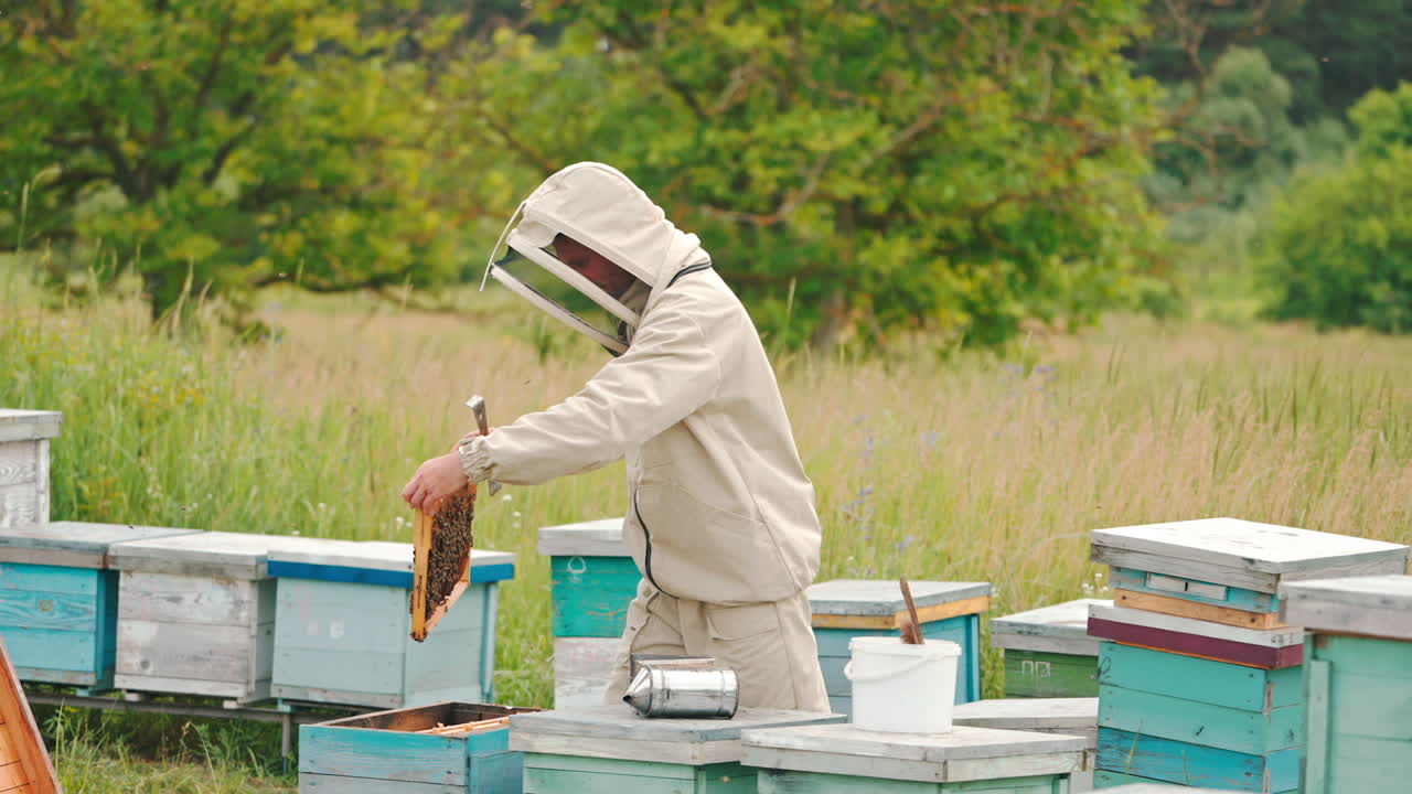 Beekeeper protected by special clothes and hat checks the beehives. Bee farm with wooden hives at the backdrop of green forest.