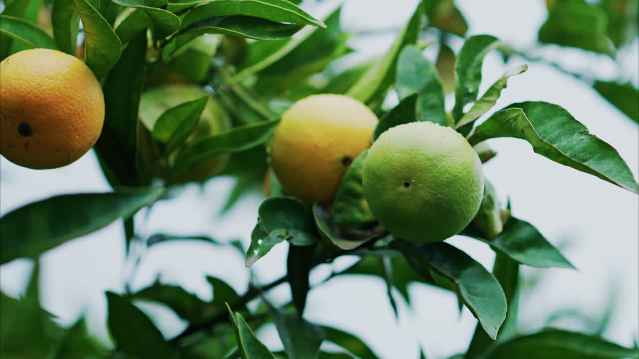 Close up of green oranges ripening on the tree