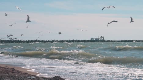 Möwen-Fliegen-Und-Fangen-Fische