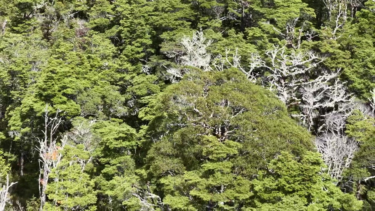 Riprese aeree con drone a bassa quota che sorvolano la fitta chioma verde della foresta nella natura selvaggia dell'Isola del Sud della Nuova Zelanda