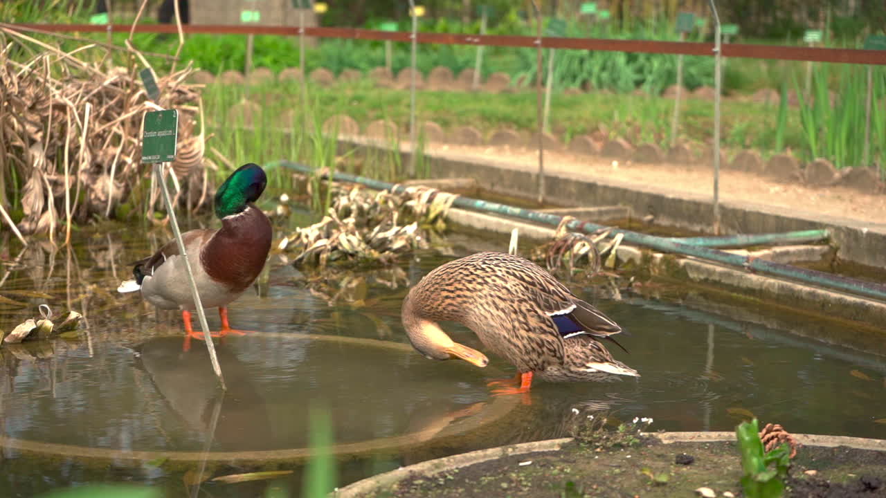 Due germani reali selvatici seduti con le zampe nell'acqua di un piccolo giardino.