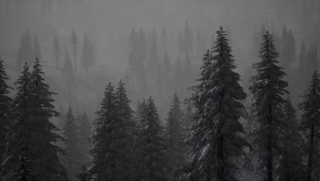 fir-forest-on-a-foggy-day