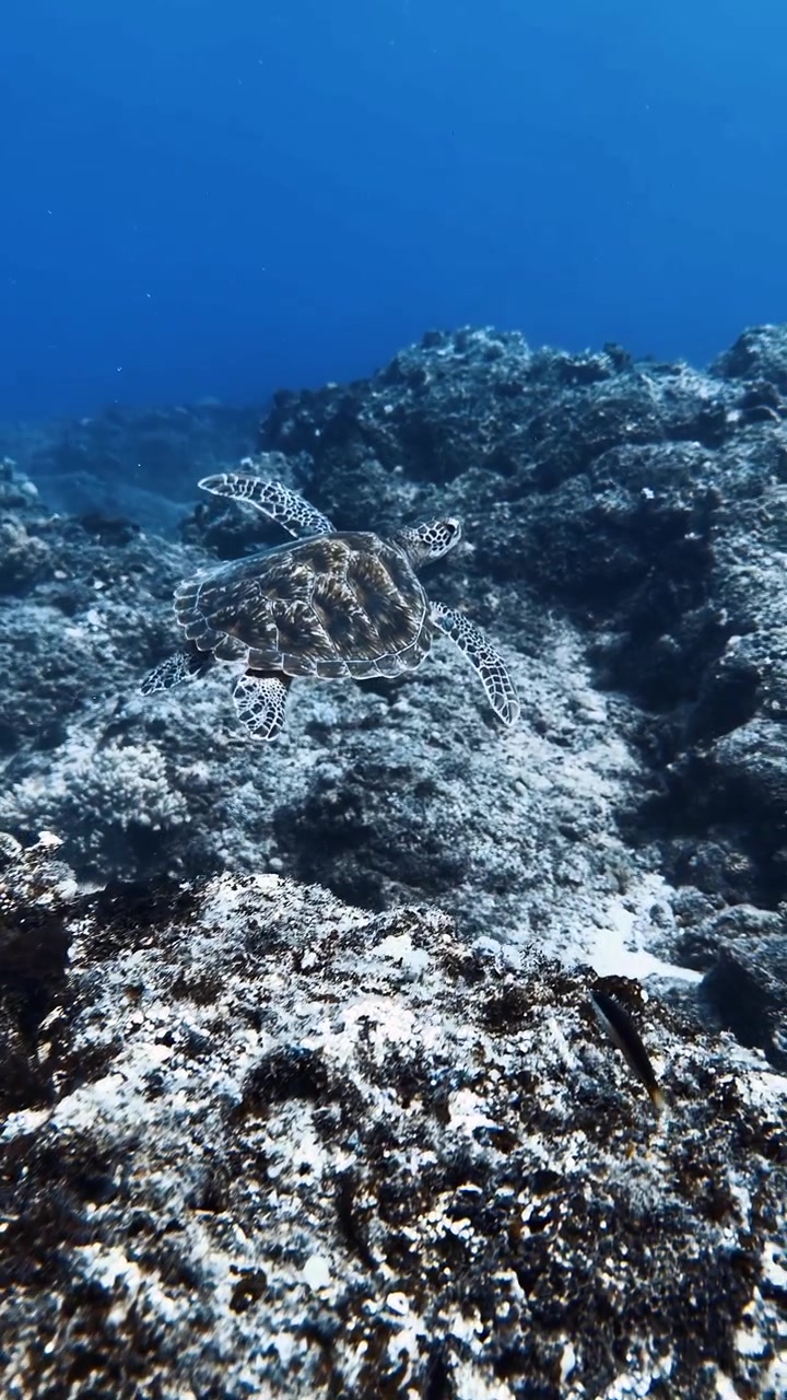 Green sea turtle swimming across a coral reef in Mauritius waters, highlighting tropical marine biodiversity and peaceful underwater scenery. Vertical video.
