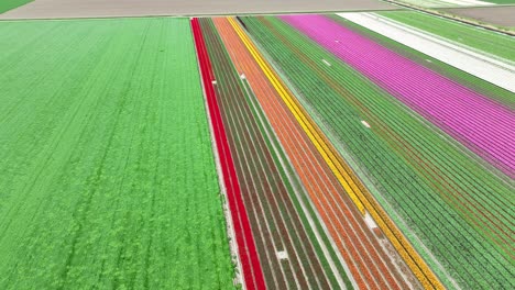 Toma-De-Drones-De-Un-Hermoso-Campo-De-Tulipanes-En-Flevolanda,-Países-Bajos