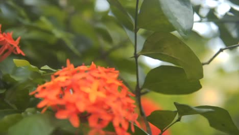tiro cerrado circular de un tipo distintivo de planta de flores coloridas