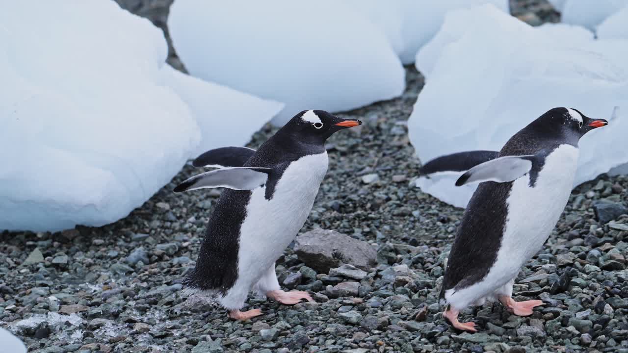 pingüinos gentoo en el hielo