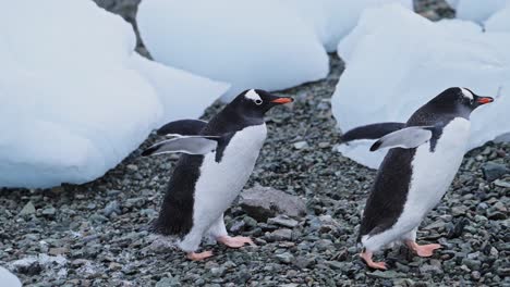 gentoo penguins on ice