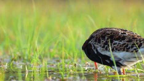 male ruff walking in wetlands and feeding, high detail 4k