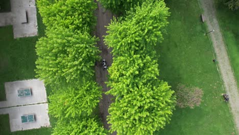 aerial green wooded park