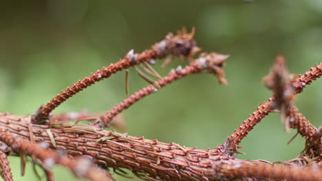 in der nähe eines toten kieferzweigs im ländlichen wald