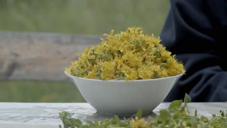 girl hand picking and harvesting st john's wort in beautiful garden, close up, slow motion