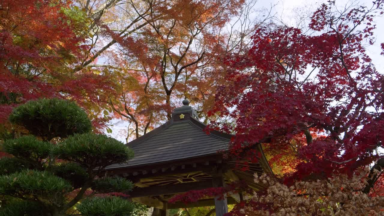 Perfect fall scenery in Japan with typical shrine building, slow motion slider