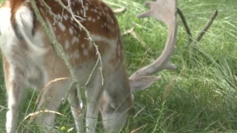 closeup of a grazing reindeer while another animal passing the shot