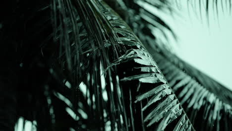 palm tree leaves in the rain