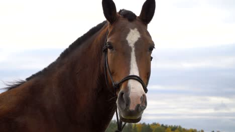 the horses on the autumn meadow