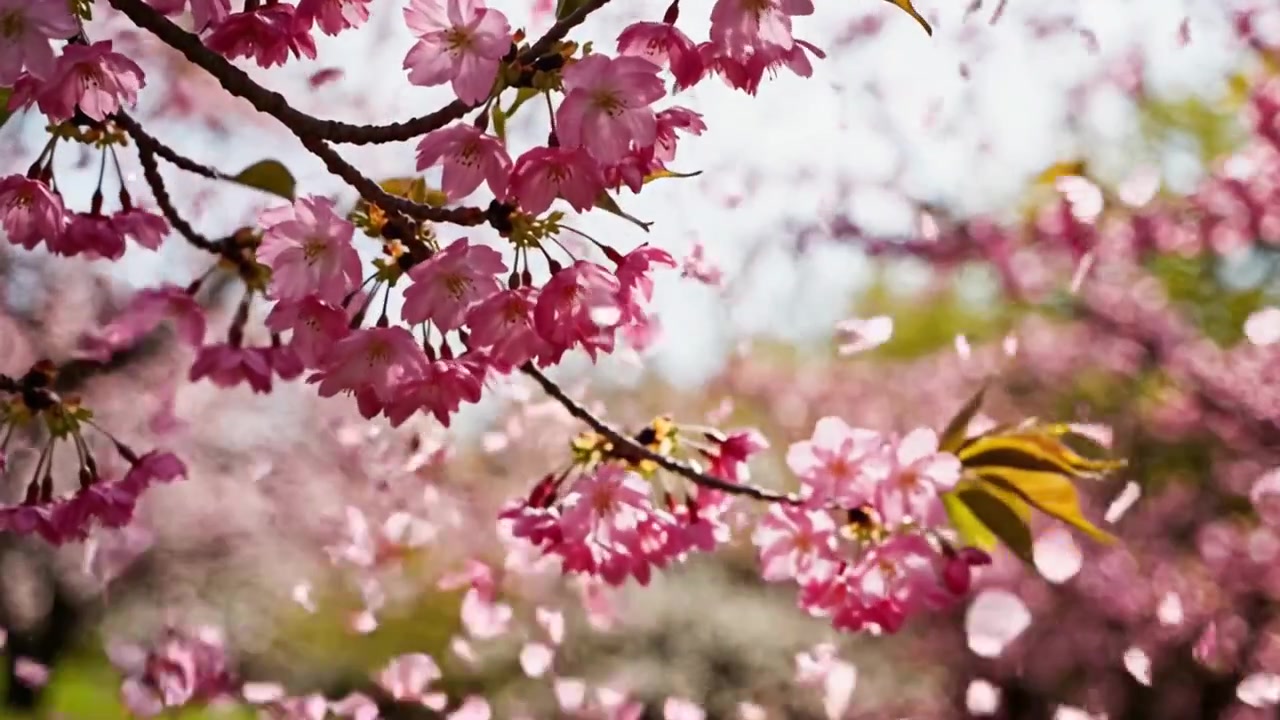 Pink cherry blossoms blooming on a branch in spring
