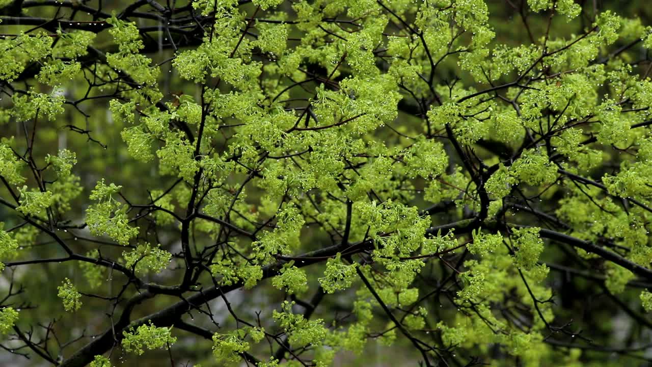 피는 나무와 봄의 시작에 떨어지는 눈