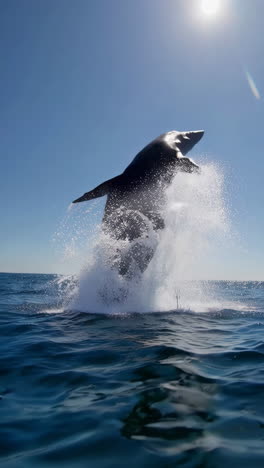 humpback whale jumping and tailing