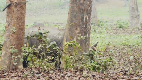 Rhino-Rhinoceros-walking-through-foggy-misty-forest-trees,-searching-for-food