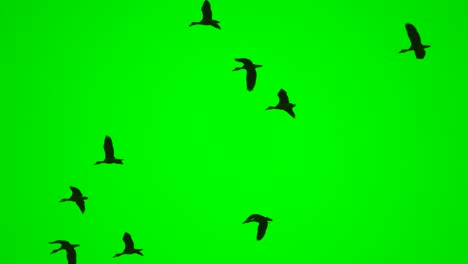 birds flock flying on green screen background, wild birds on high view show freedom of life